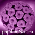 Изображение вируса папилломы человека
